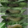 pyr cinarae larva3 volg1